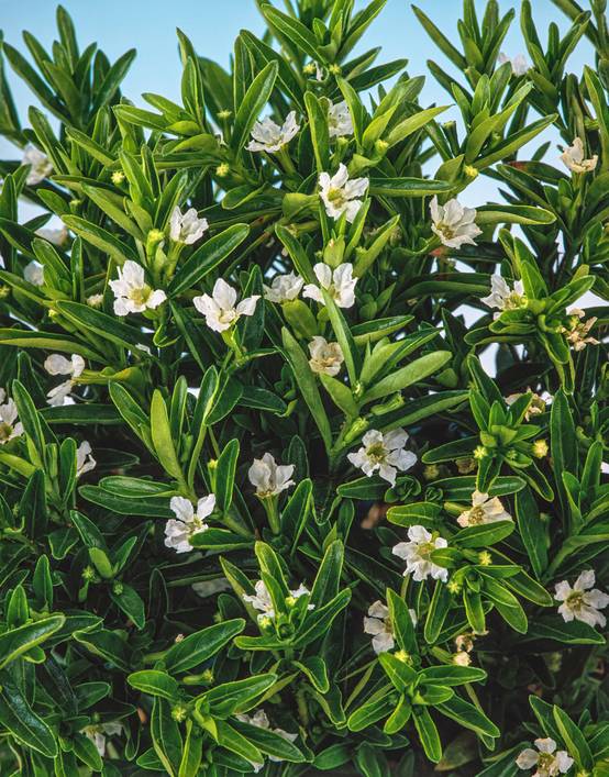Cuphea hyssopifolia 'Alba' - Etoile du Mexique