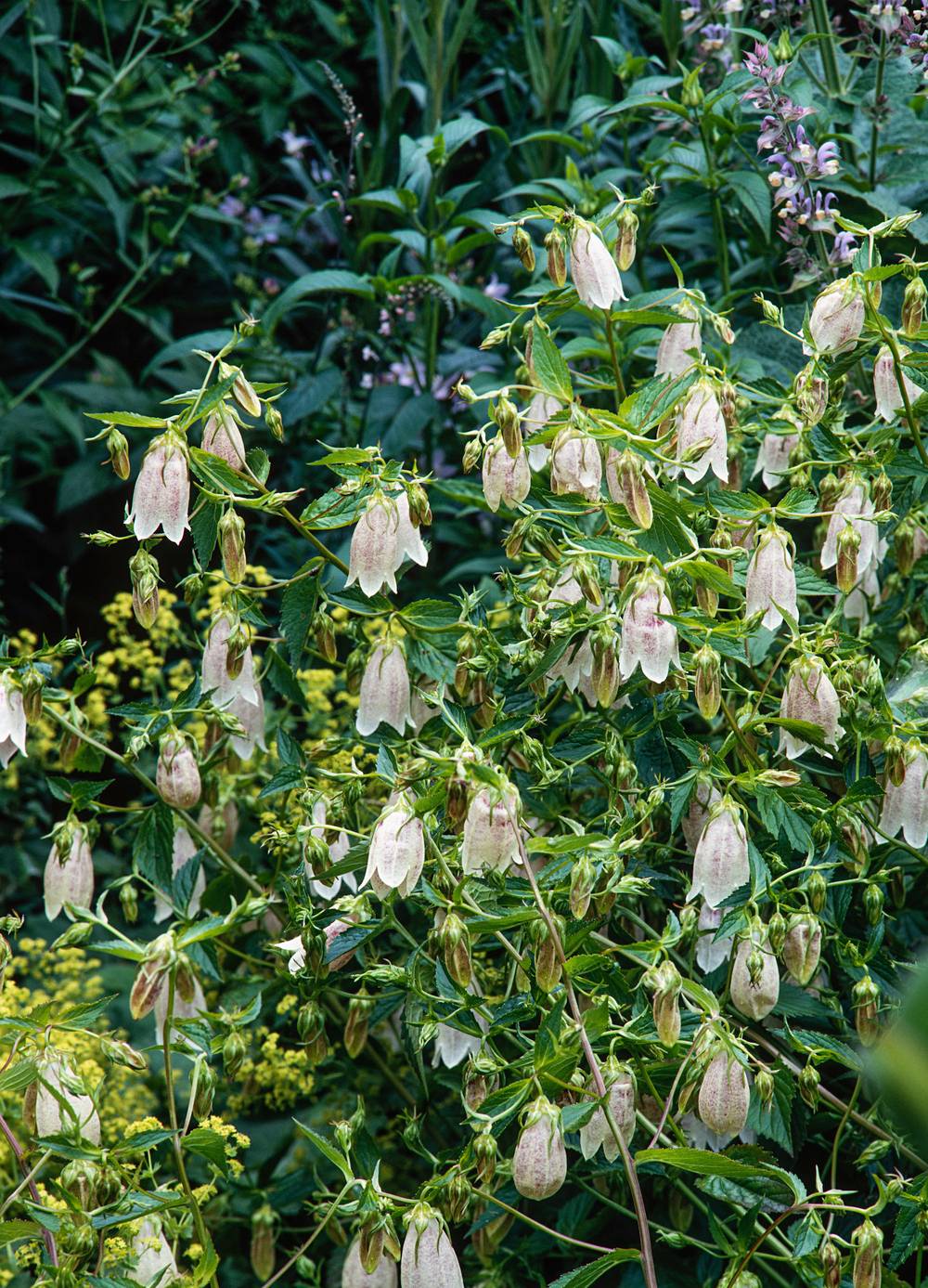 Campanula takesimana - Campanule