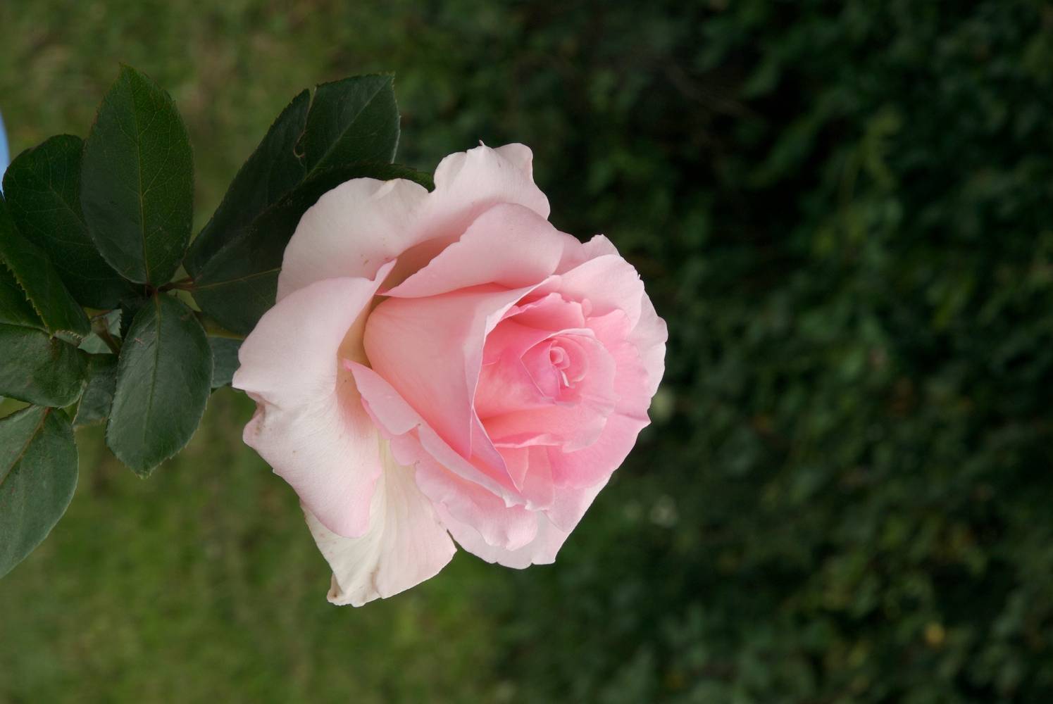 Rosier tige 'Grand Siècle'®