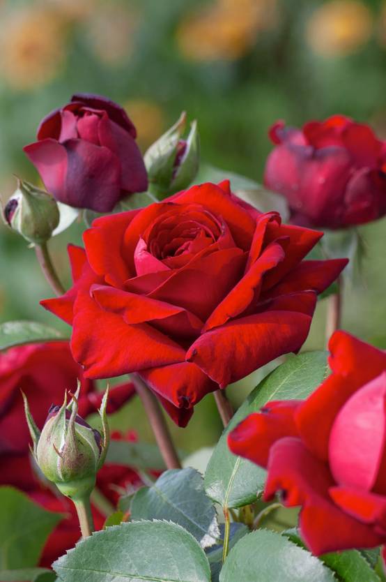 Rosier tige 'Ingrid Bergman'®