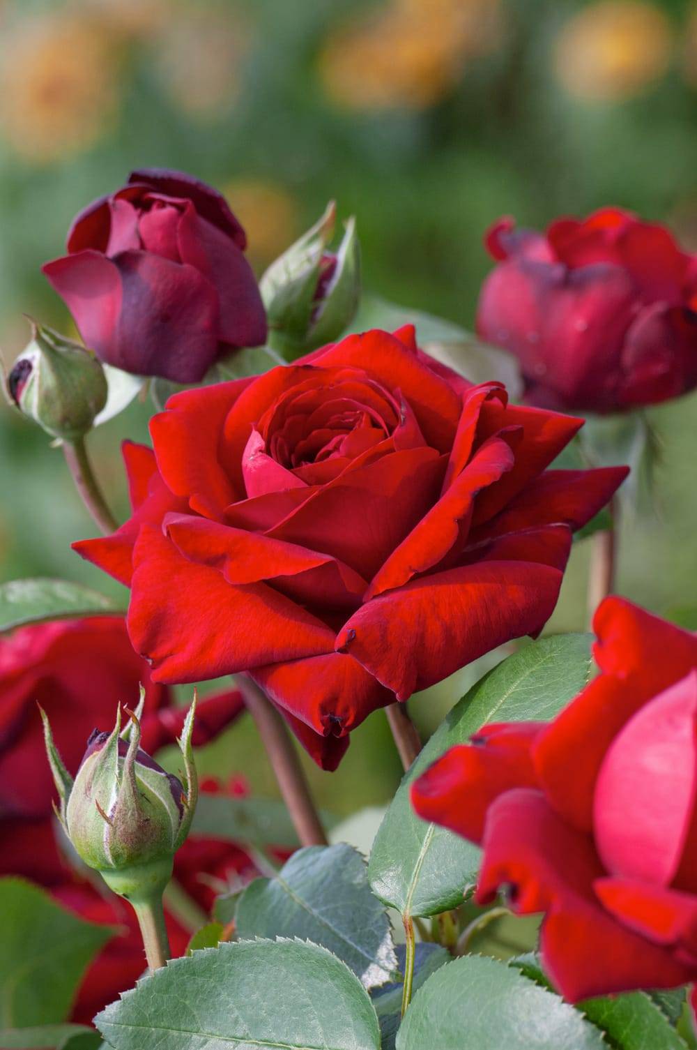 Rosier tige 'Ingrid Bergman'®