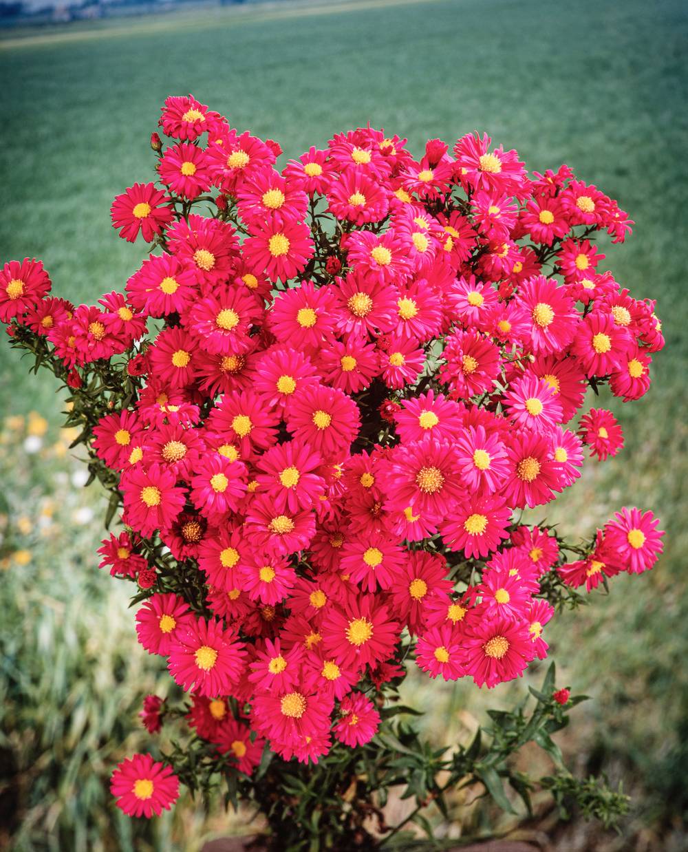 Aster novi-belgii 'Crimson Brocade'