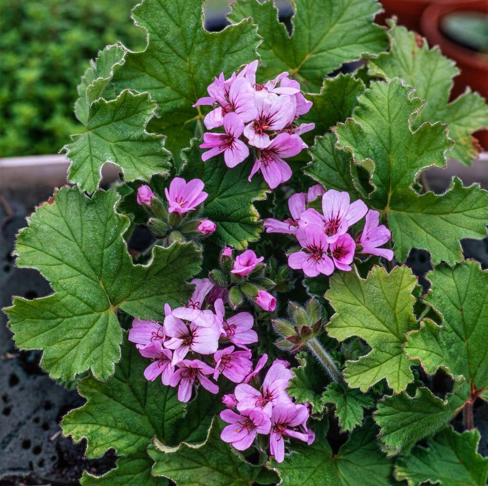 Géranium odorant 'Attar of Rose'