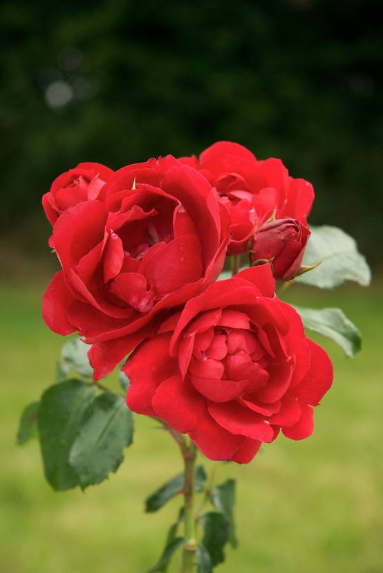 Rosier paysager 'Centenaire de Lourdes Rouge'®