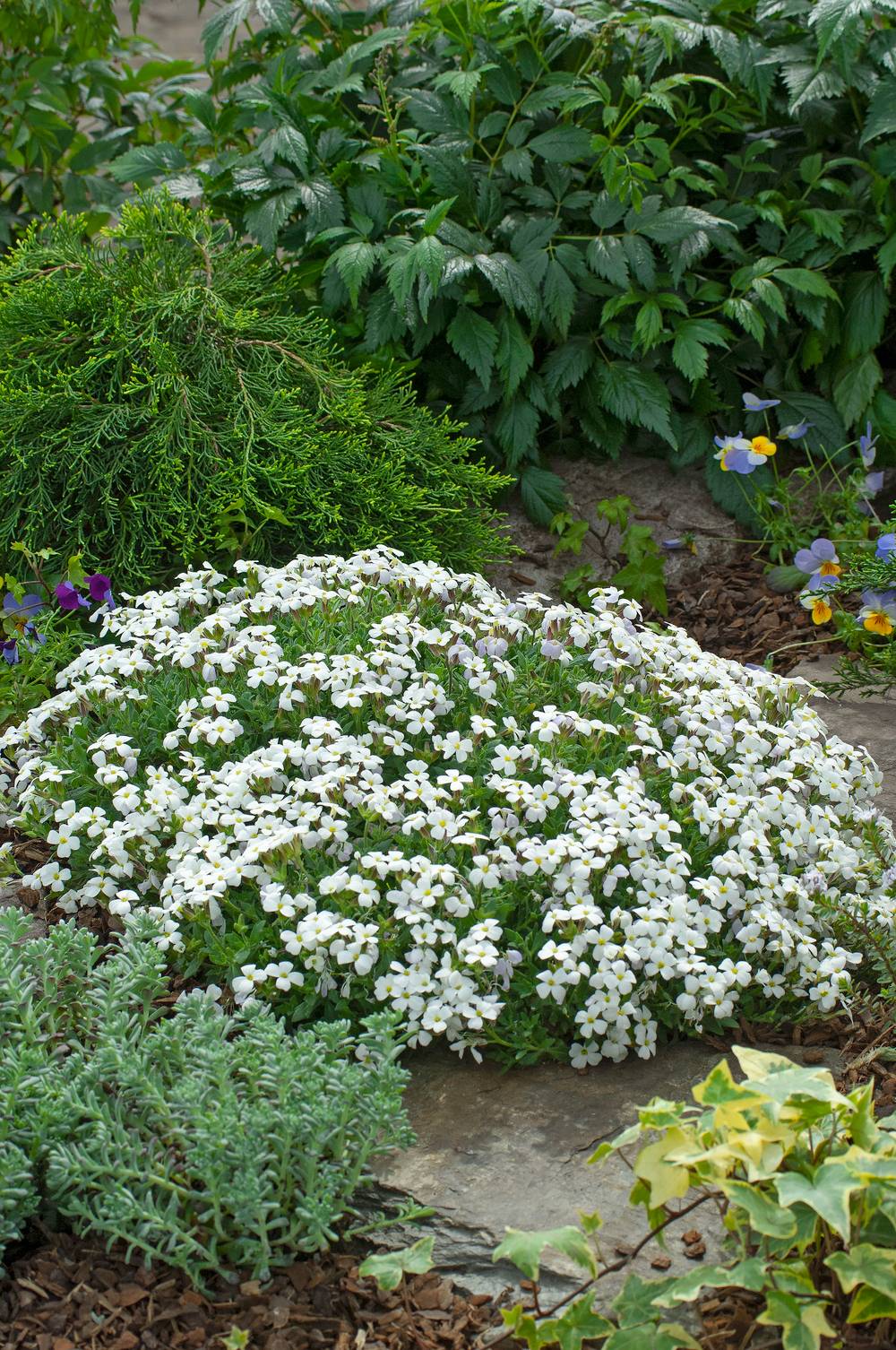 Aubrieta 'Alba' - Aubriète