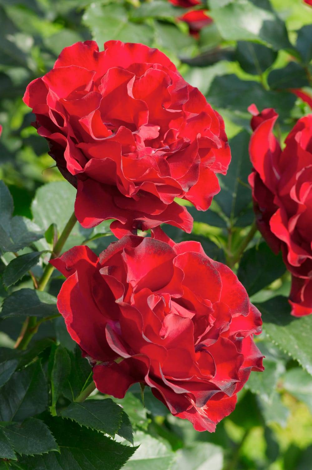 Rosier tige 'Hommage Ã  Barbara'®