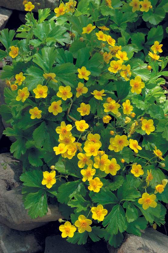 Waldsteinia geoides