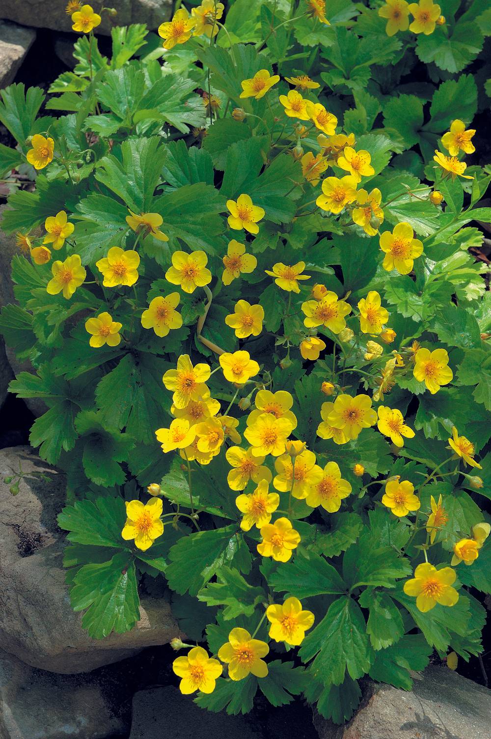 Waldsteinia geoides