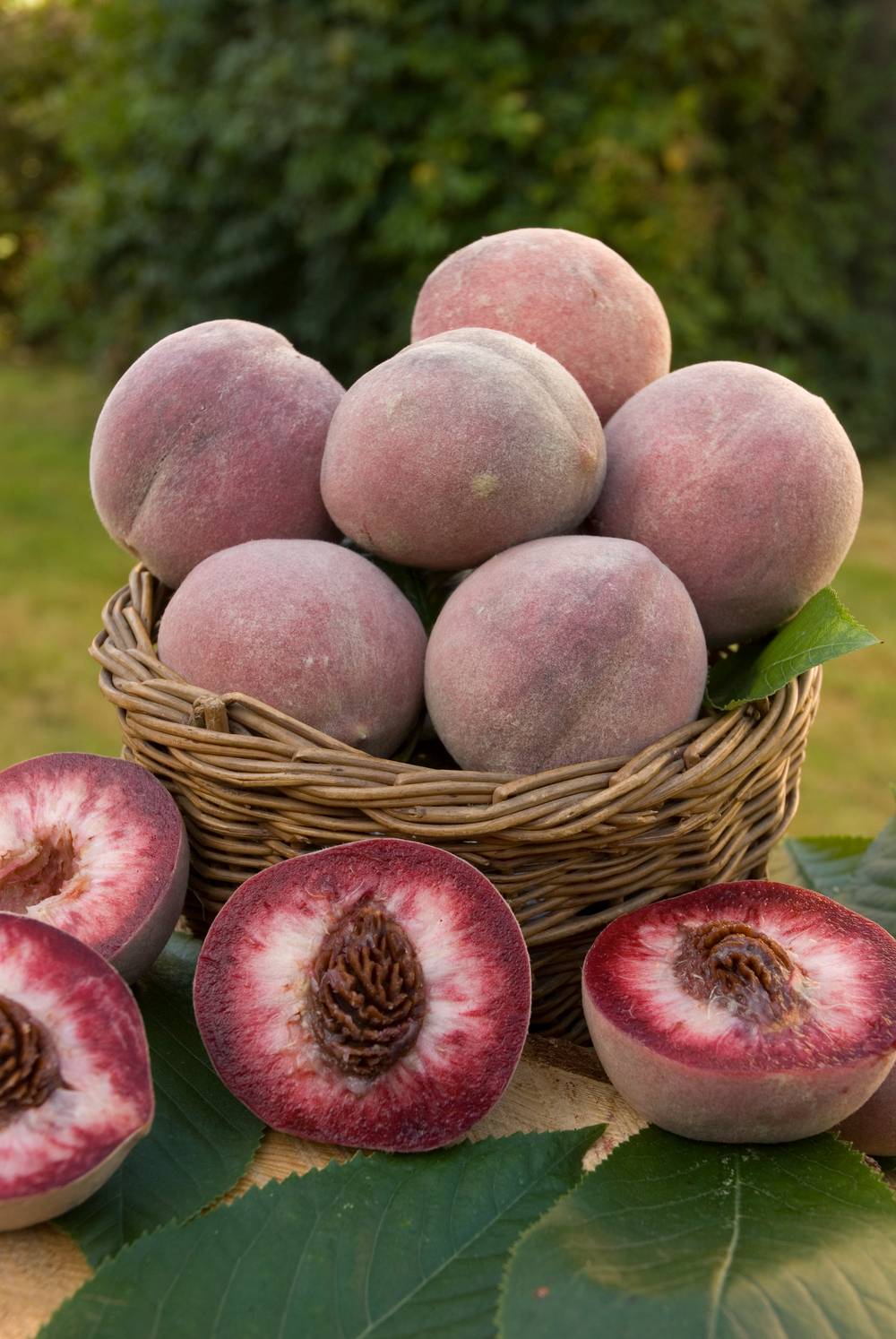 Brugnonier 'Sanguine d'Auvergne'®