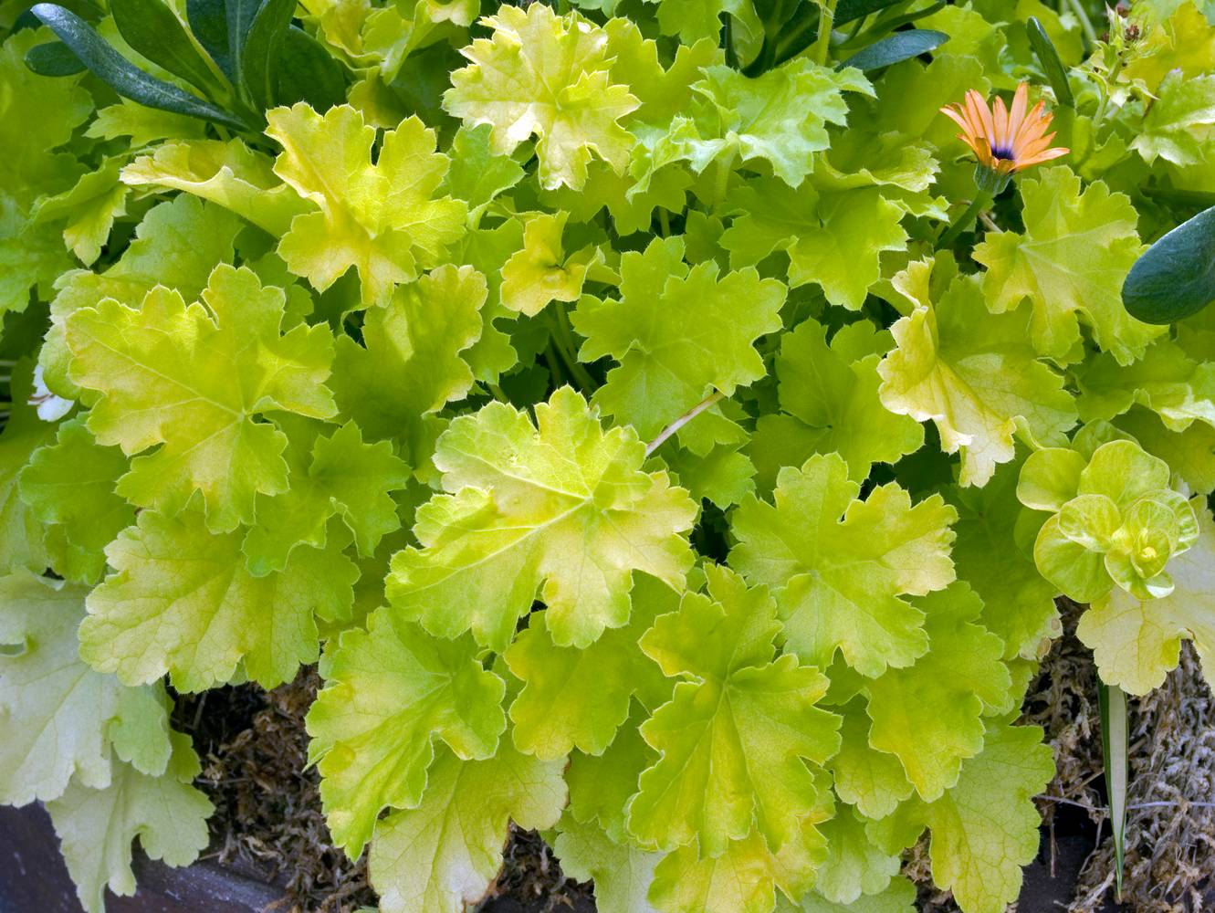 Heuchera 'Lime Rickey' - Heuchère