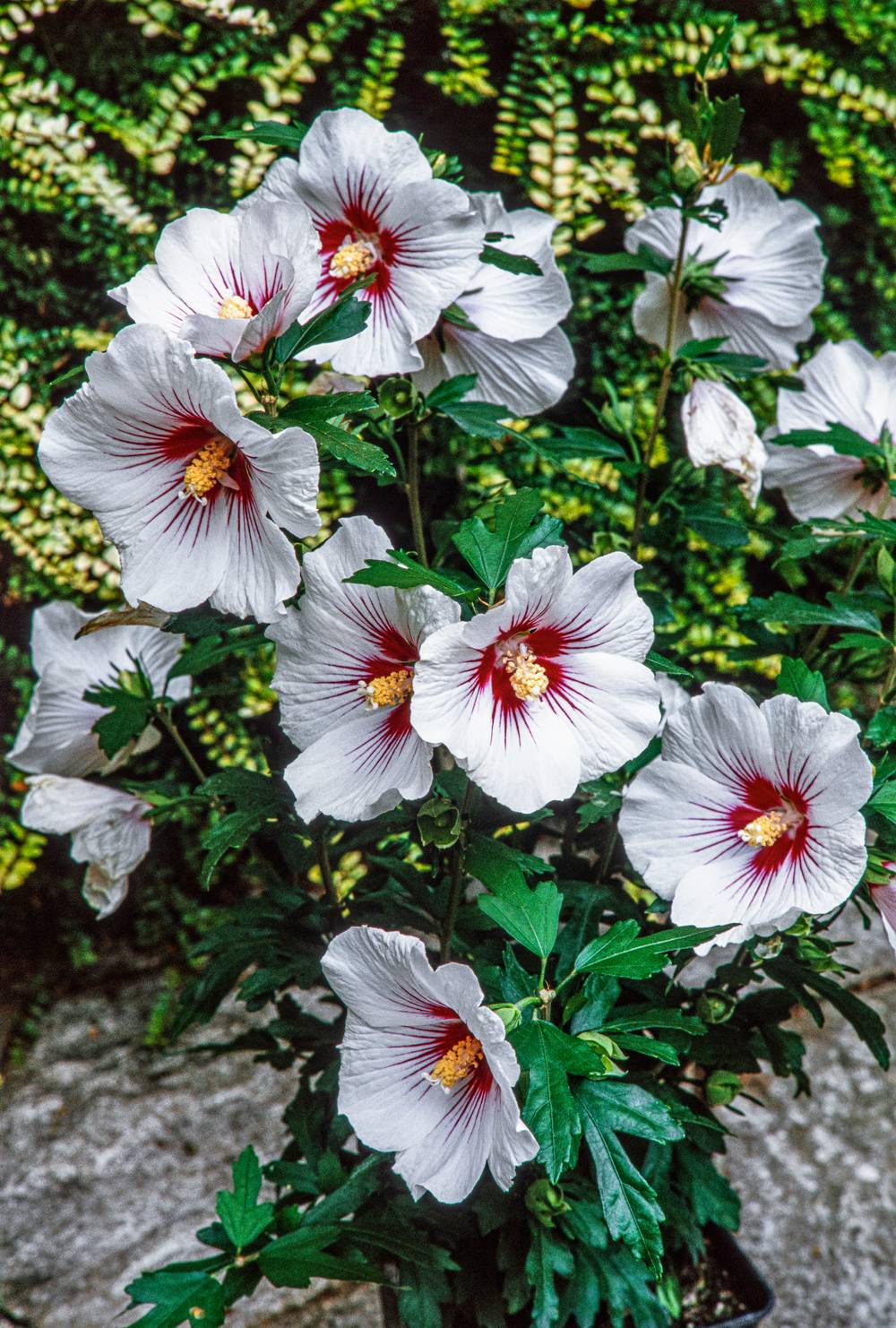 Hibiscus syriacus 'Dorothy Crane' - Hibiscus de jardin