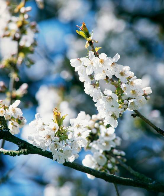 Prunus serrulata 'Ukon' - Cerisier du Japon
