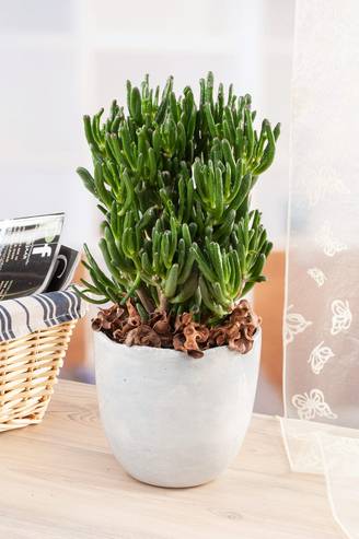 Crassula ovata 'Horn Tree Gollum'
