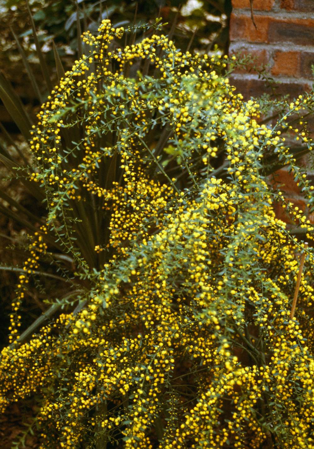 Acacia acinacea - Mimosa poudre d'or