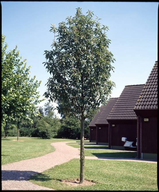 Acer carpinifolium - Érable à feuilles de charme