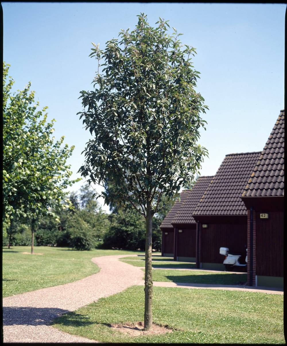 Acer carpinifolium - Érable à feuilles de charme