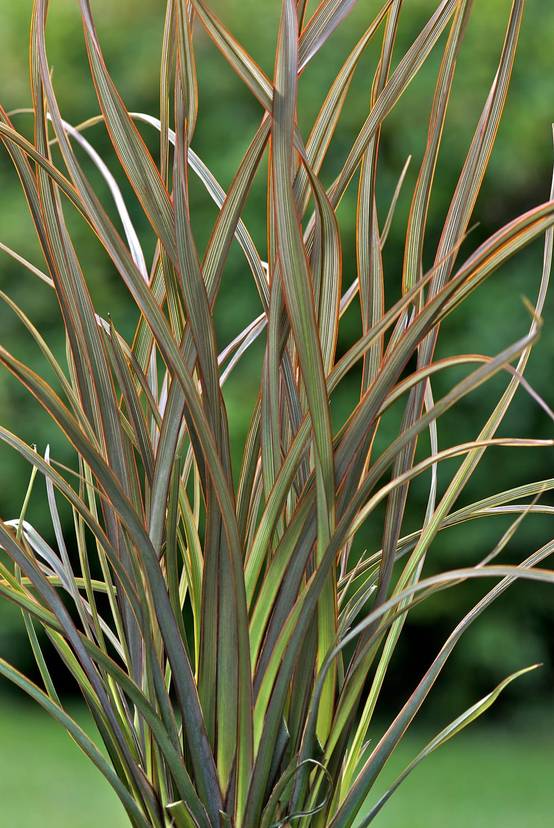Phormium 'Surfer Bronze' - Lin de Nouvelle-Zélande