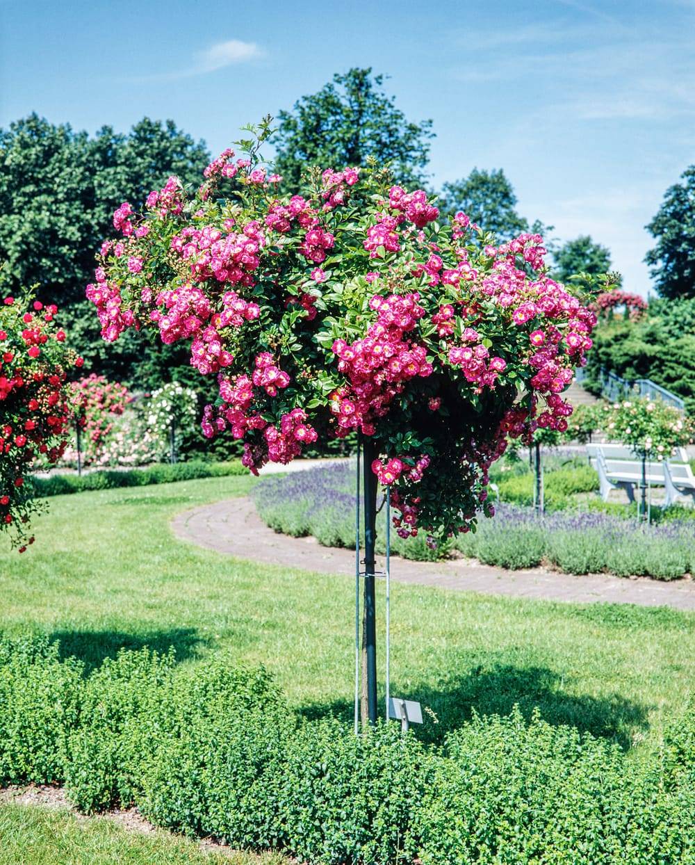 Rosier tige pleureur 'Excelsa'