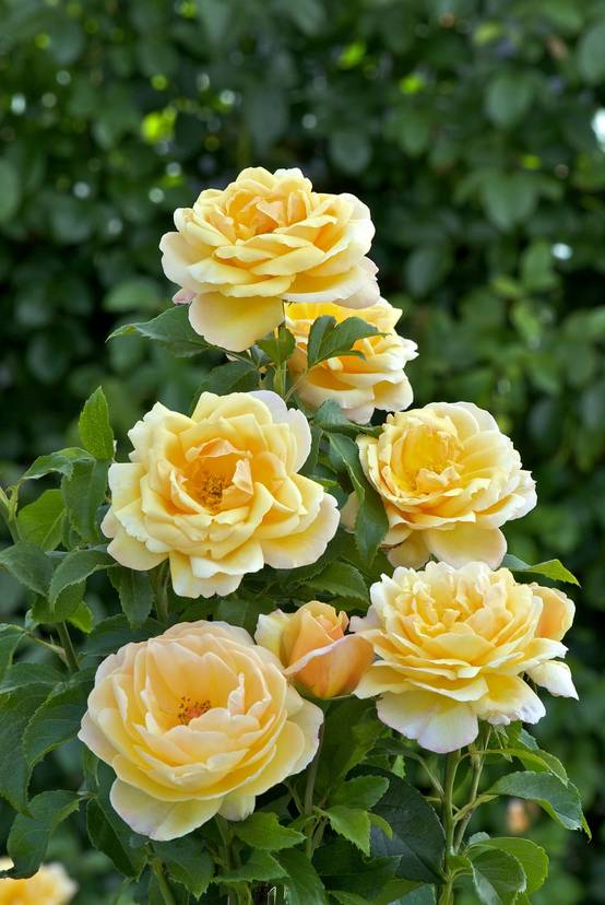 Rosier grimpant 'Soleil Vertical'®