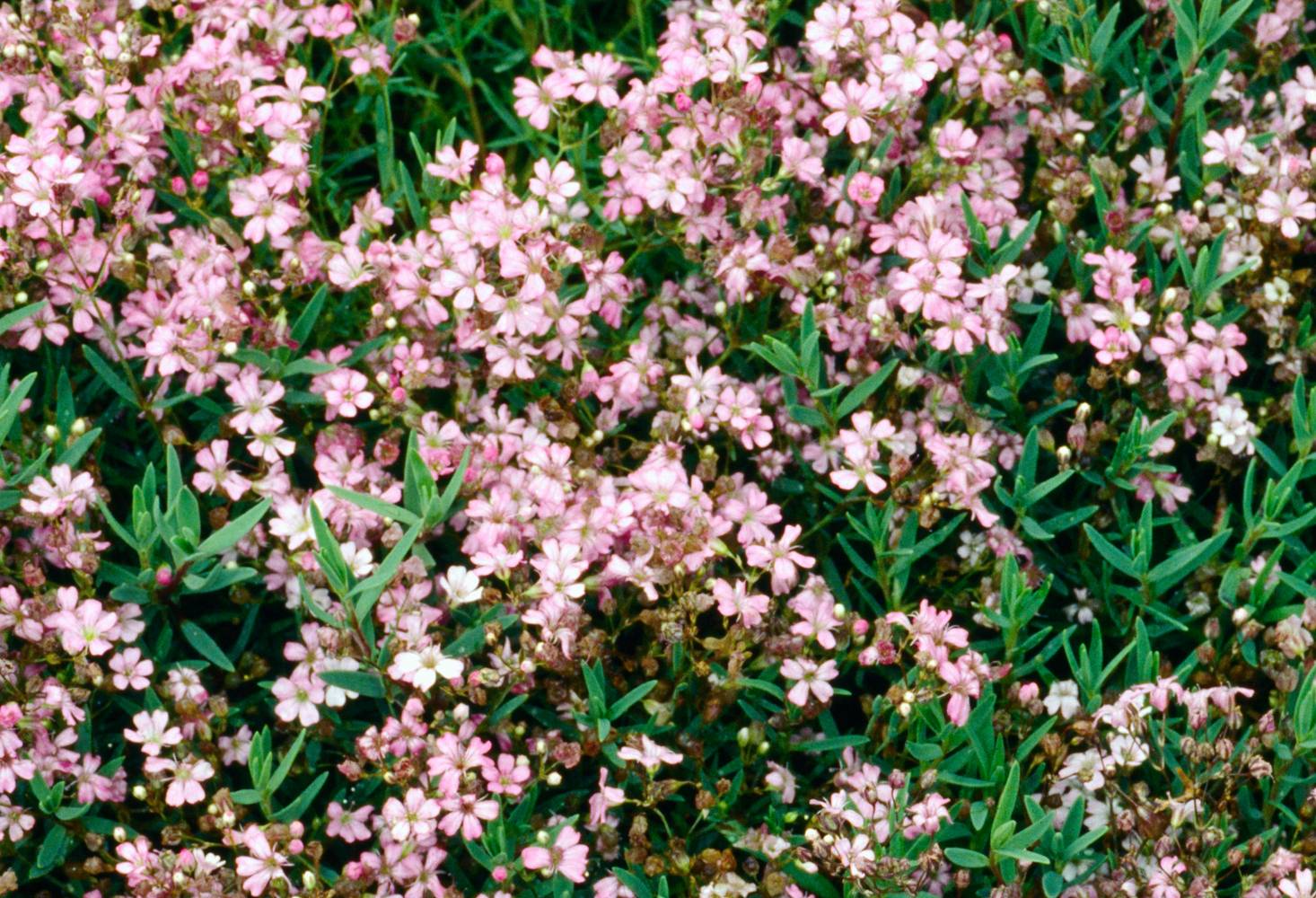 Gypsophila repens 'Rosea' - Gypsophile