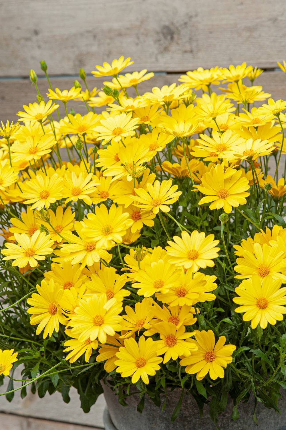 Osteospermum 'Voltage' - Marguerite du Cap