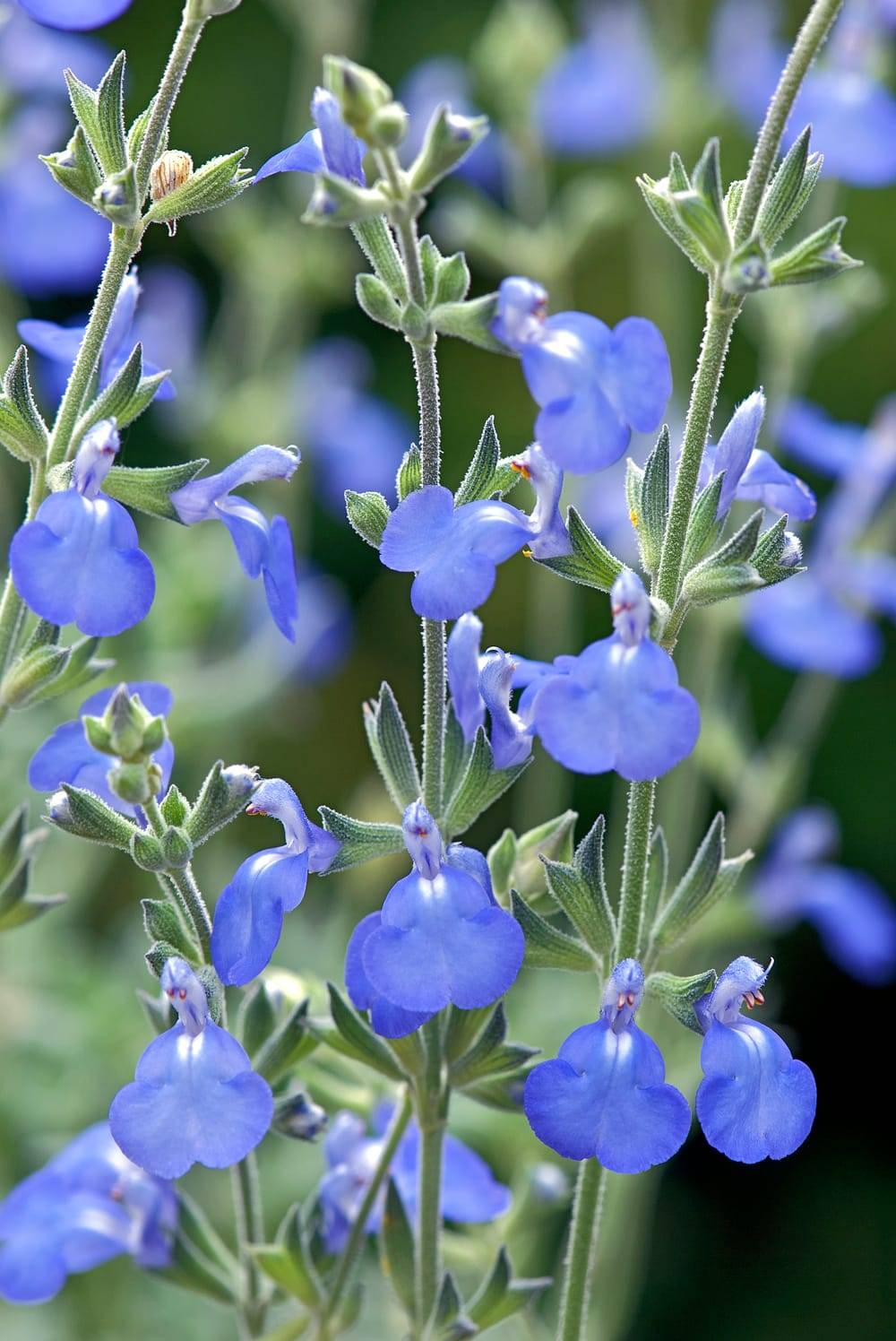 Salvia chamaedryoides - Sauge