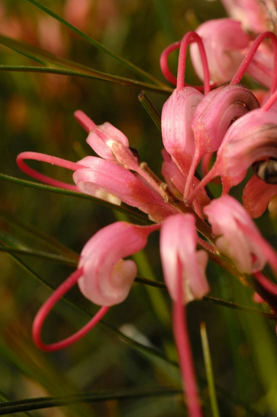 Grevillea johnsonii