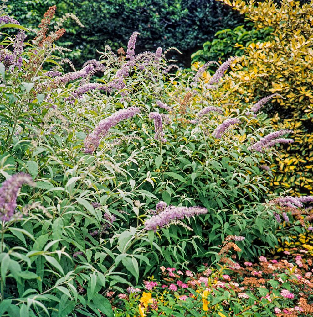 Buddleja davidii Monarch® 'Prince Charming' - Arbre aux papillons
