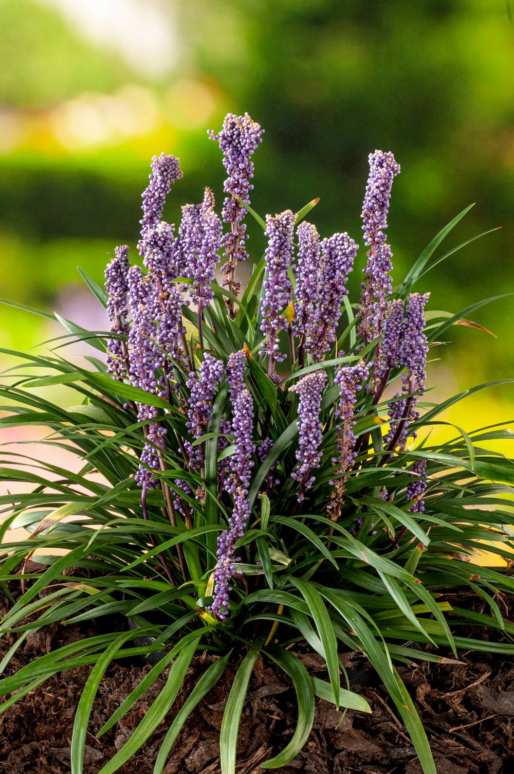 Liriope muscari 'Ingwersen'