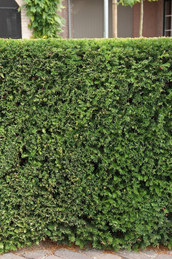 Taxus baccata - If commun