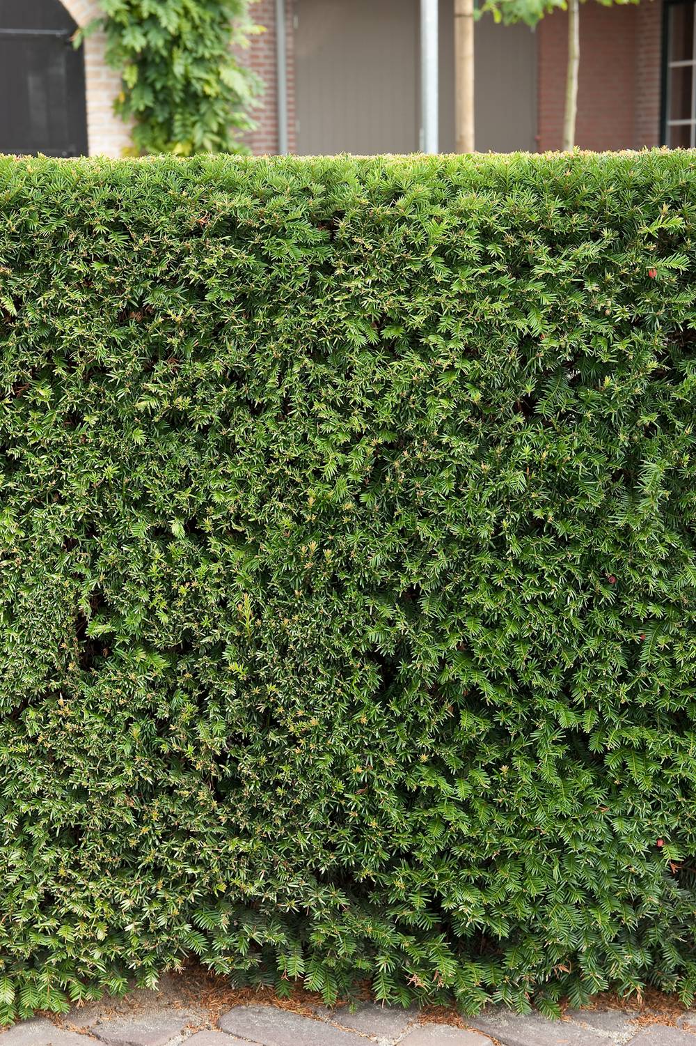 Taxus baccata - If commun