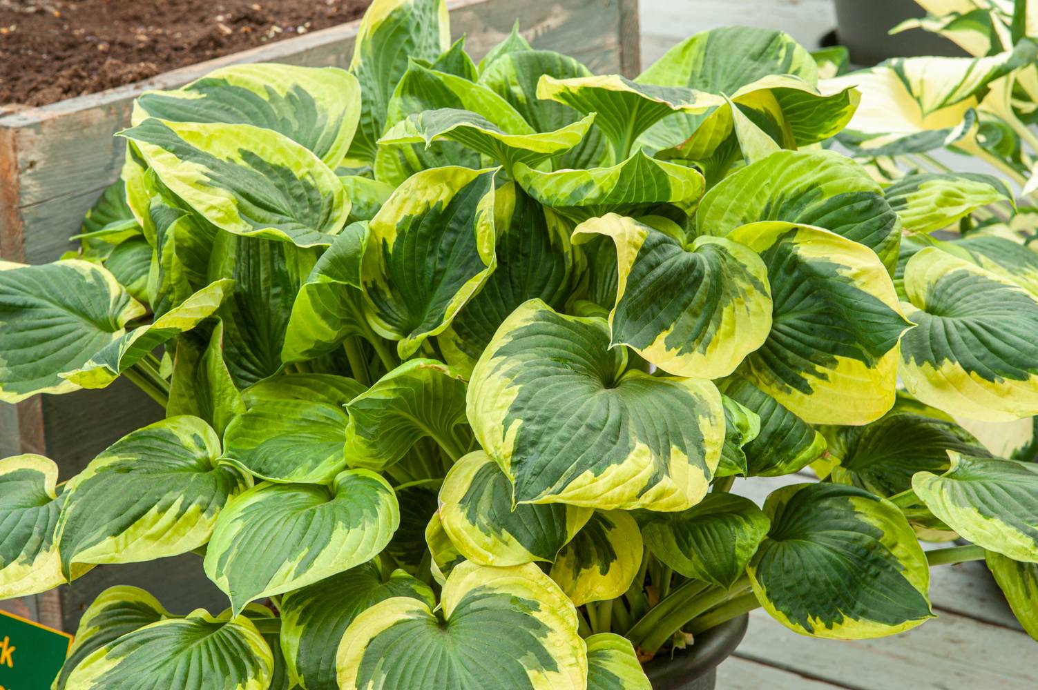 Hosta 'Twilight'