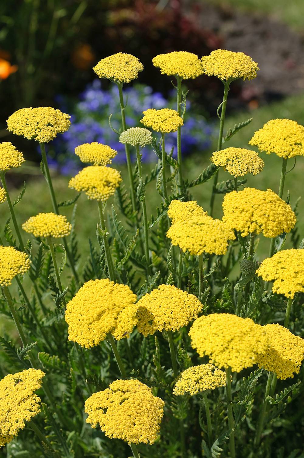 Achillea filipendulina 'Summer Gold' - Achillée