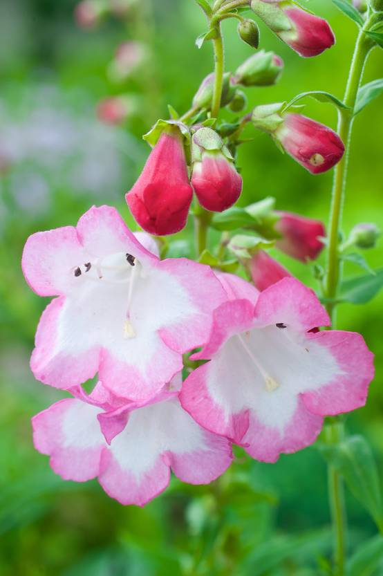 Penstemon hartwegii 'Polaris Rose' - Galane fausse-digitale