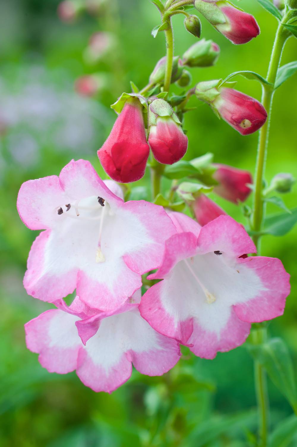 Penstemon hartwegii 'Polaris Rose' - Galane fausse-digitale