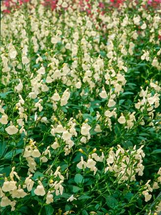 Salvia greggii 'Mirage Cream' - Sauge arbustive