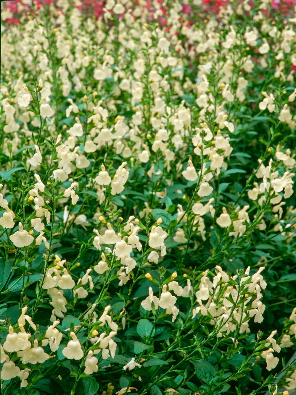 Salvia greggii 'Mirage Cream' - Sauge arbustive