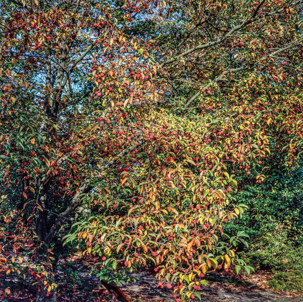 Cornus kousa 'Norman Haddon' - Cornouiller du Japon