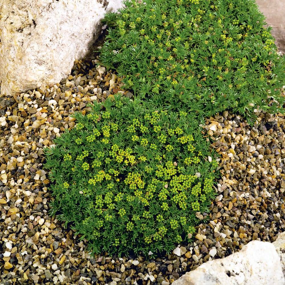 Azorella trifurcata 'Nana'
