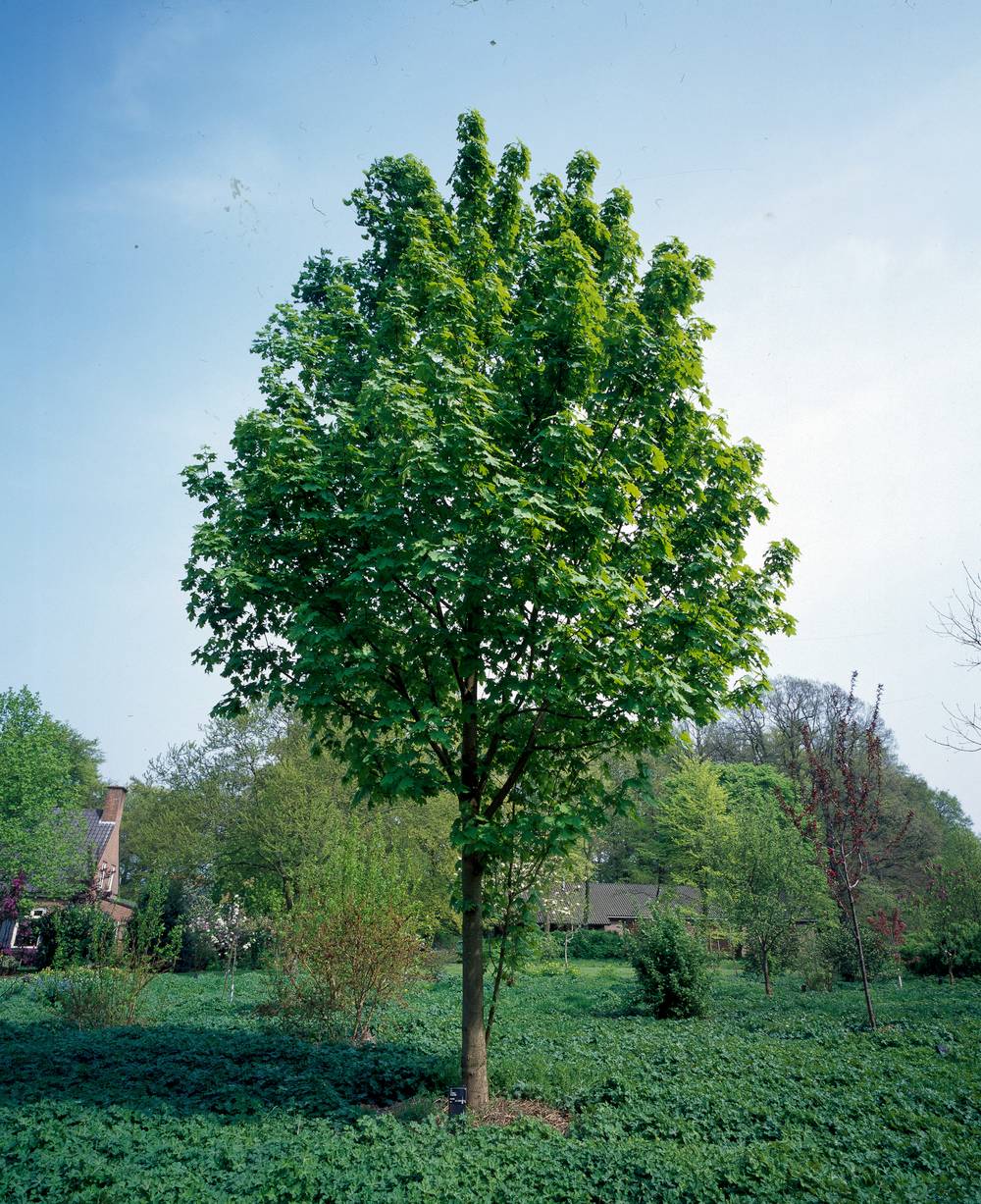 Acer freemanii 'Armstrong' - Érable de Freeman