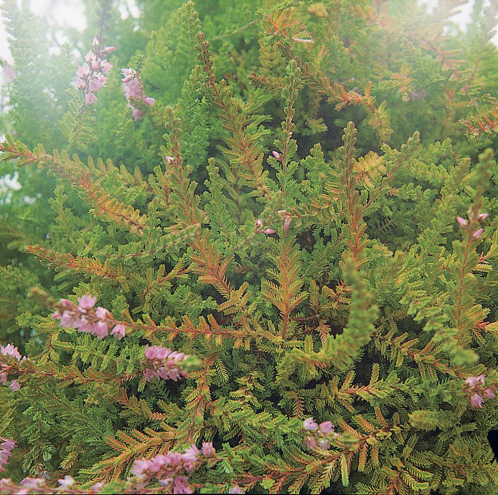 Calluna 'Wickwar Flame' - Bruyère d'été