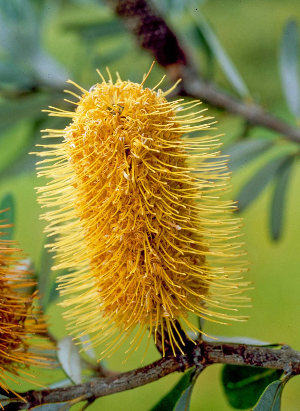 BANKSIA integrifolia EXTRA 60/100 C9/10L