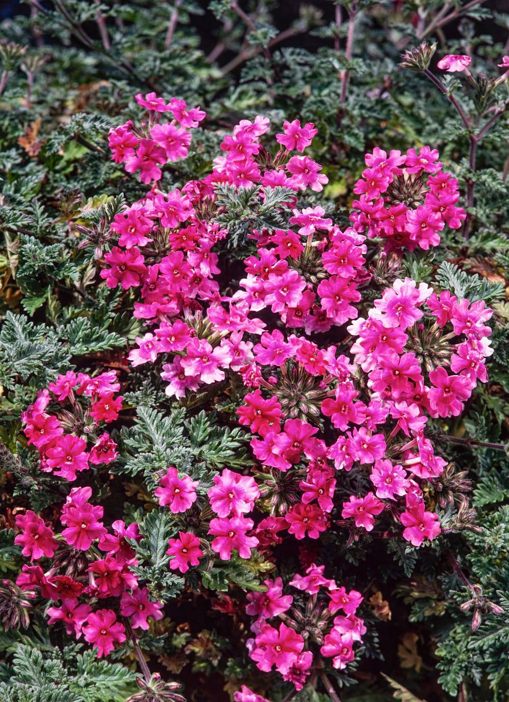 Verbena hastata 'Blue Spires' - Verveine
