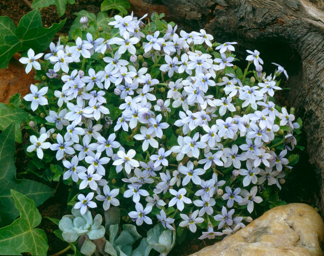 Isotoma fluviatilis - Laurentia