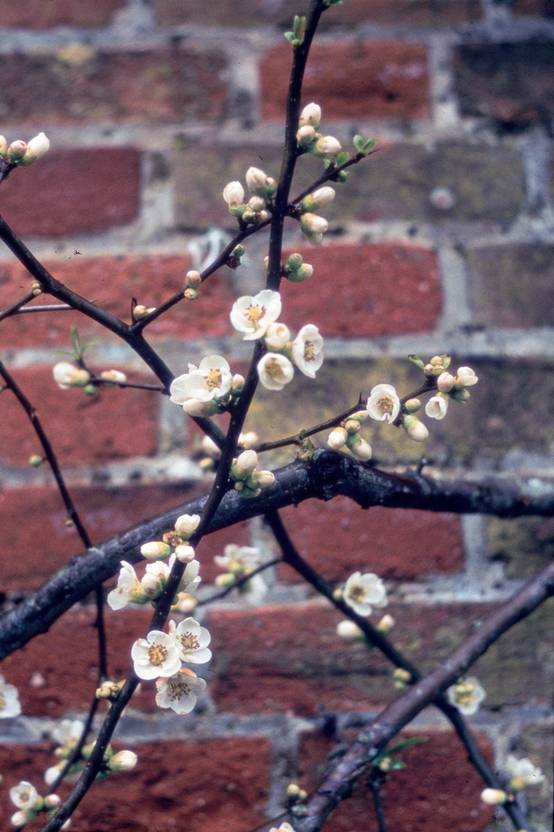 Chaenomeles speciosa 'Nivalis' - Cognassier du Japon