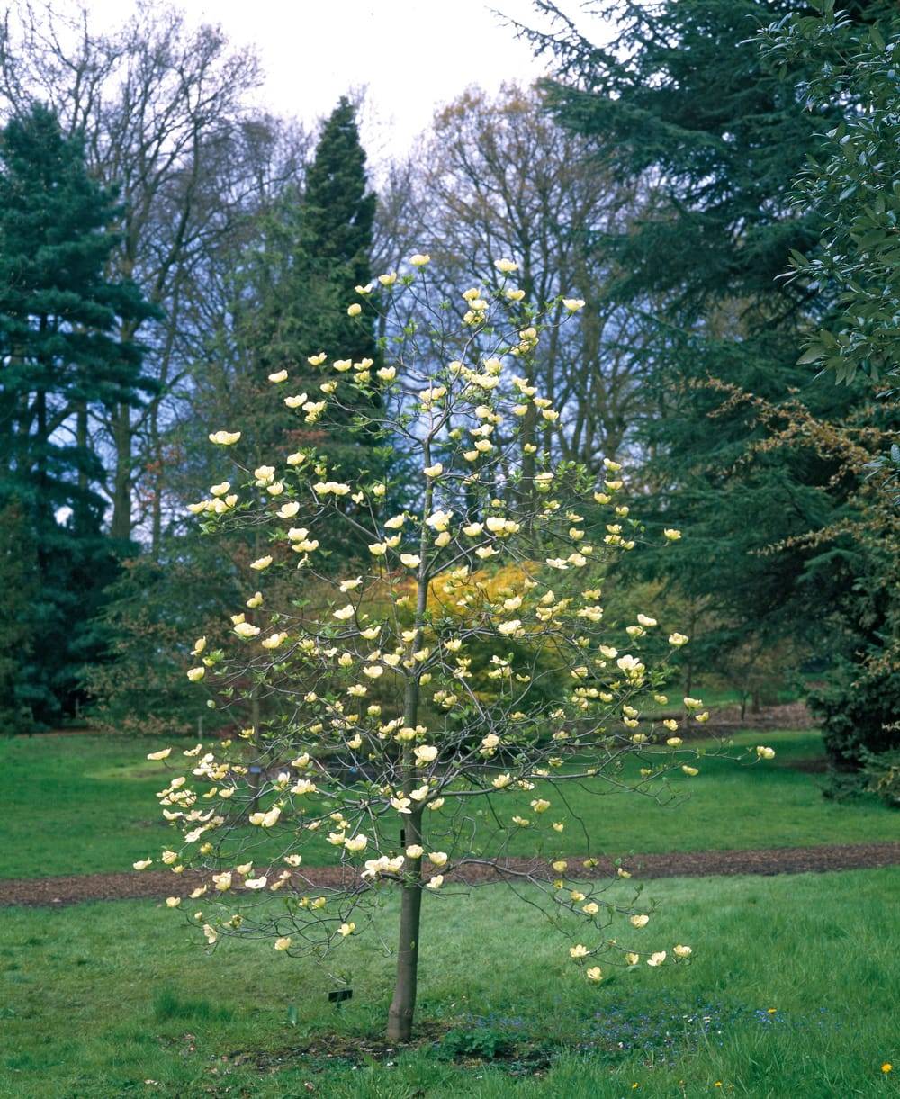 Cornus 'Aurora' - Cornouiller