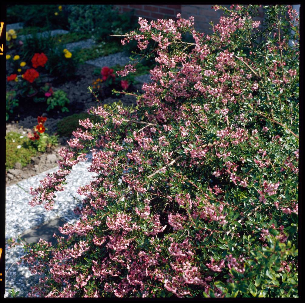 Escallonia assorti