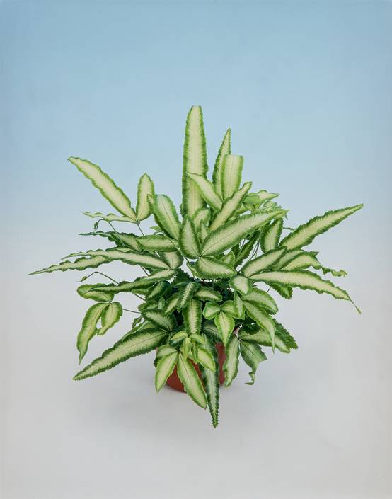 Pteris cretica 'Albolineata' - Fougère de Crète