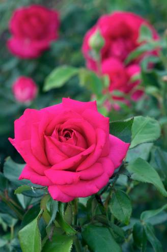 Rosier 'Régis Marcon'®