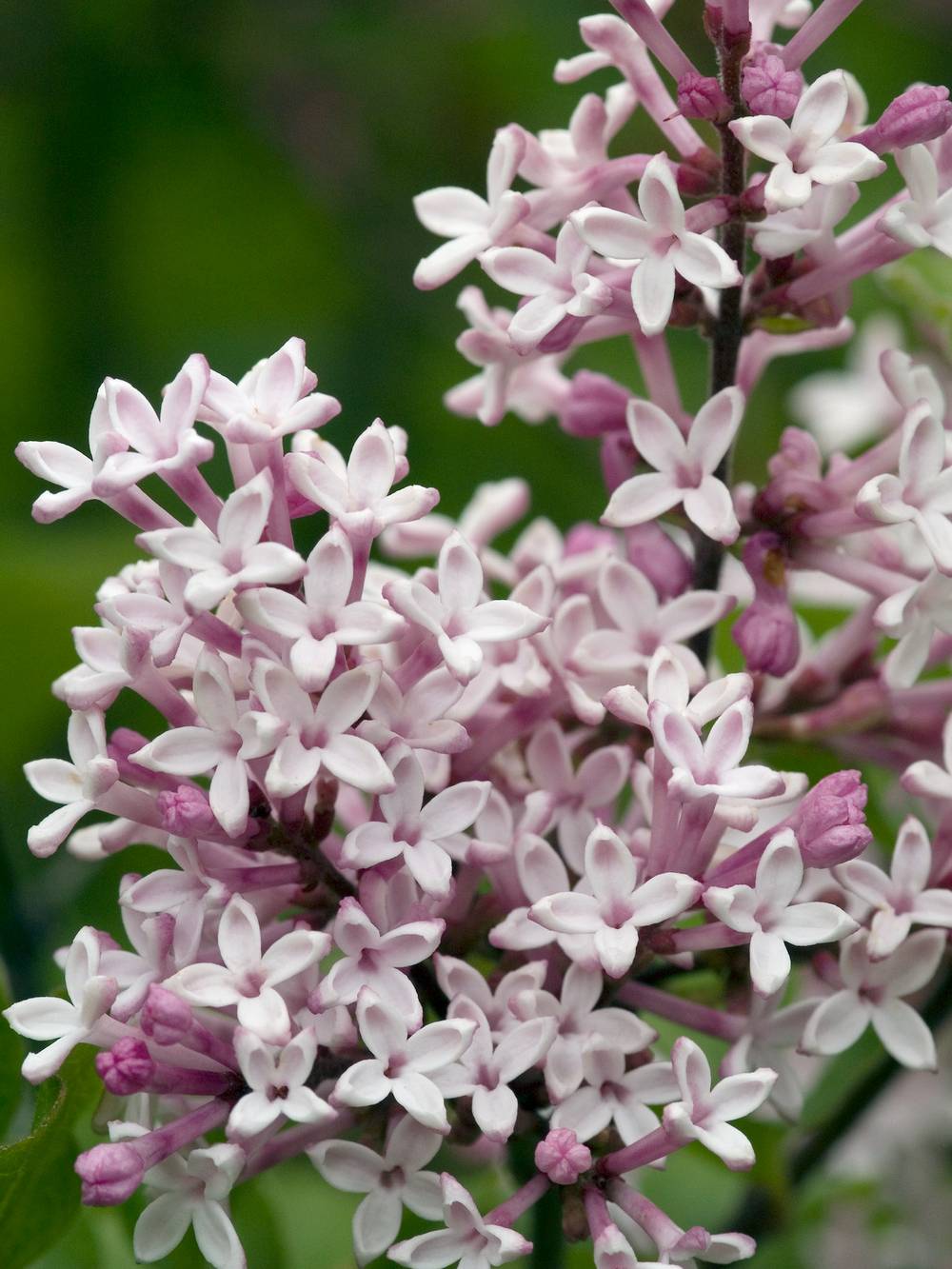 Syringa patula 'Miss Kim' - Lilas de Corée